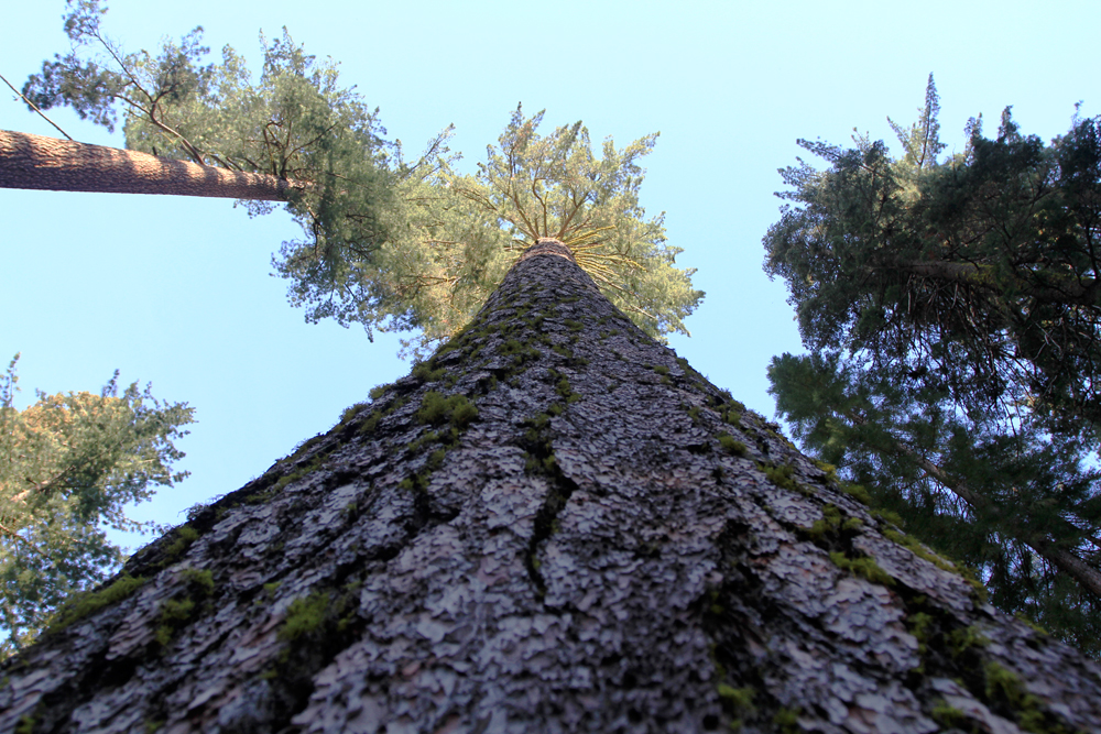 Tronco-de-Sequoia