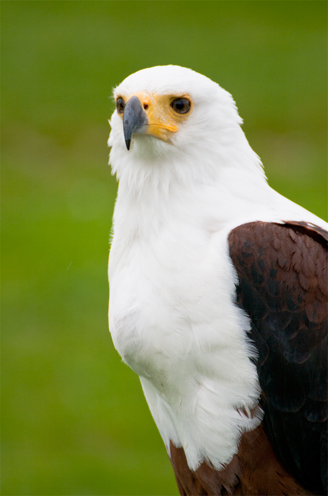 Pigargo-africano-vocinglero-o-águila-pescadora